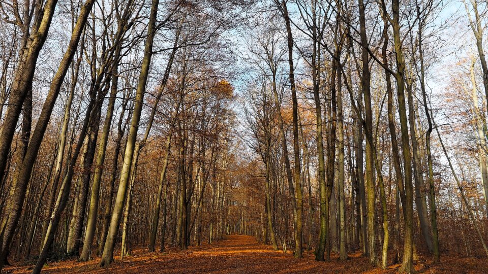 Nature landscape wood photo