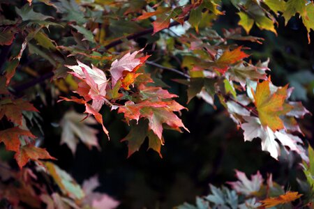 Nature maple leaf autumn photo