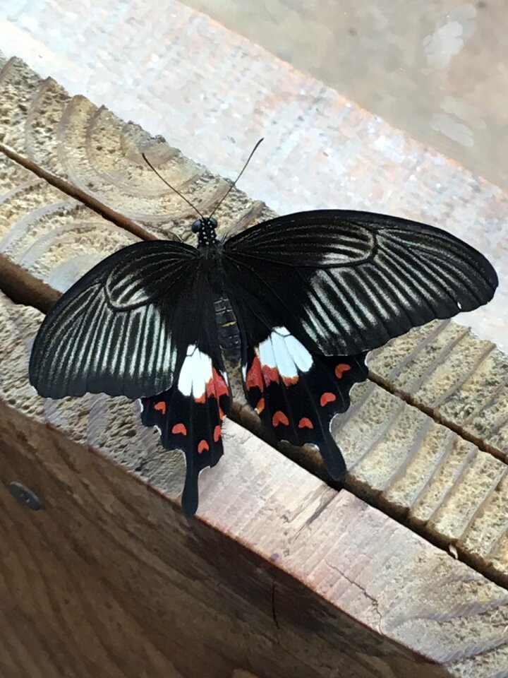 Butterfly insect