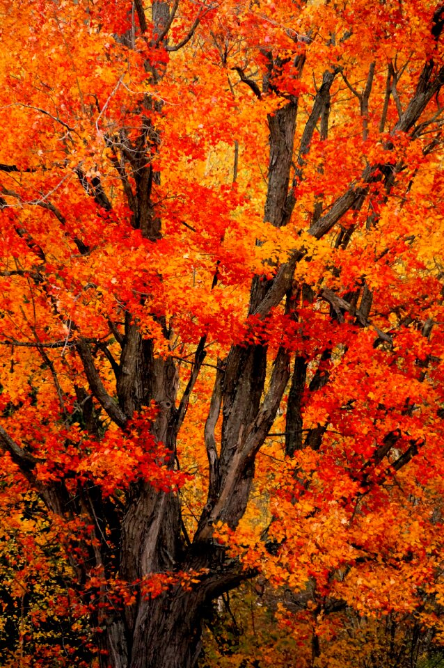 Foliage orange red