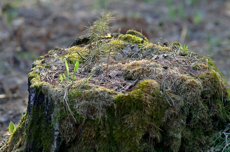 Nature closeup in the forest