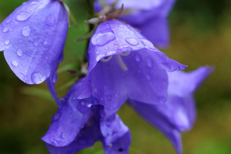 Purple a drop of water garden