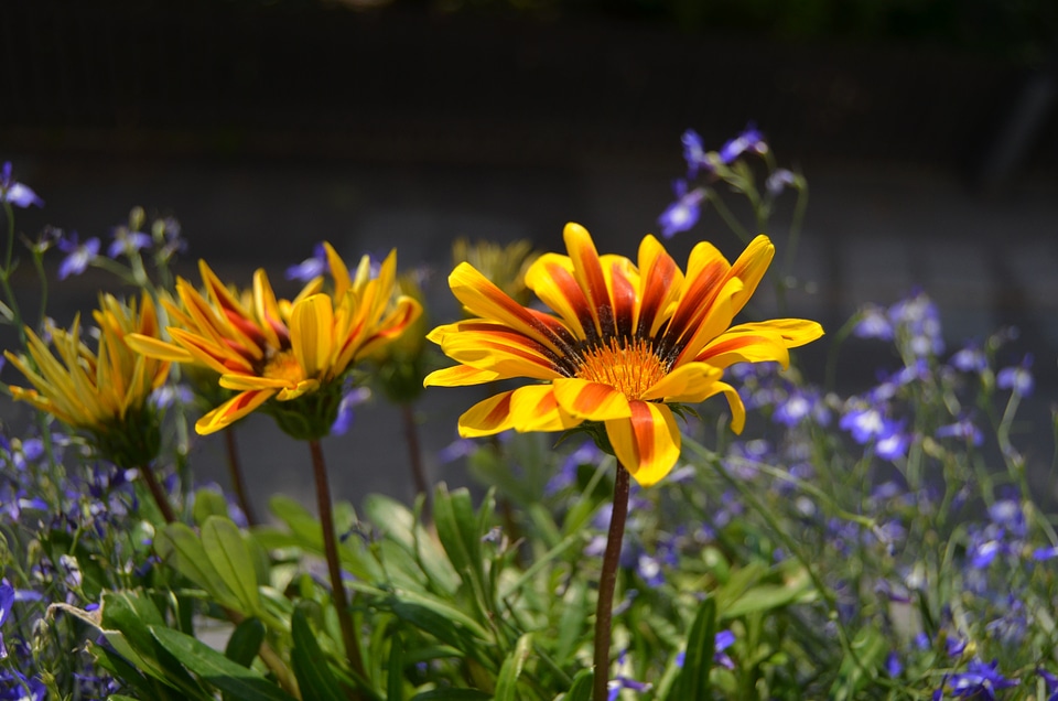 Backlight summer flowers black background