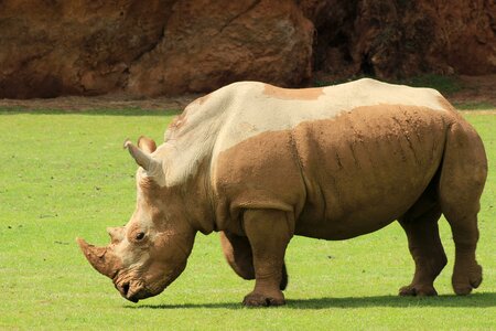 Rhino zoo summer