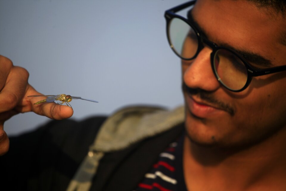 Animals nature odonata