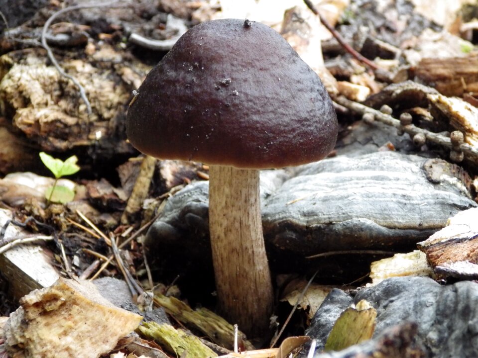 Forest brown autumn