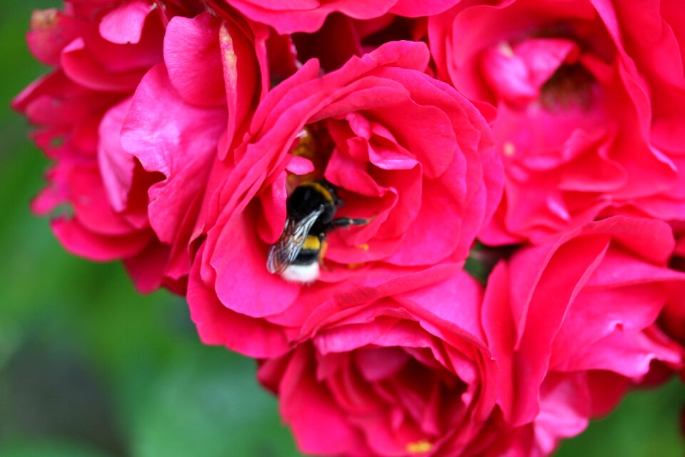 Bee garden summer