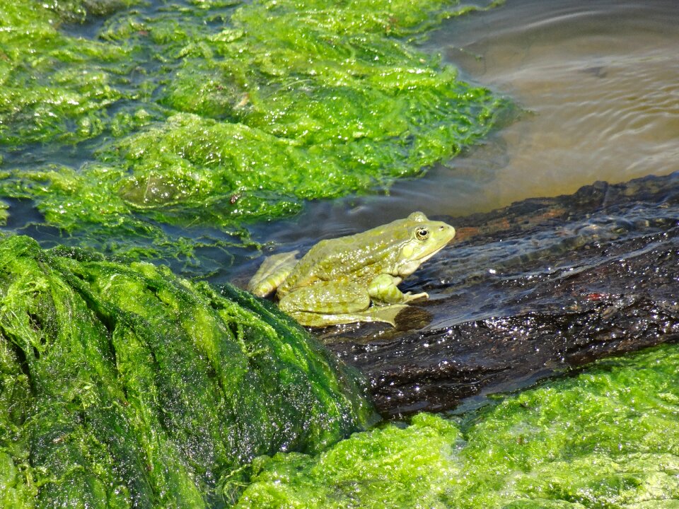 Tina green toad