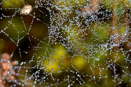 Dew dew-drop green