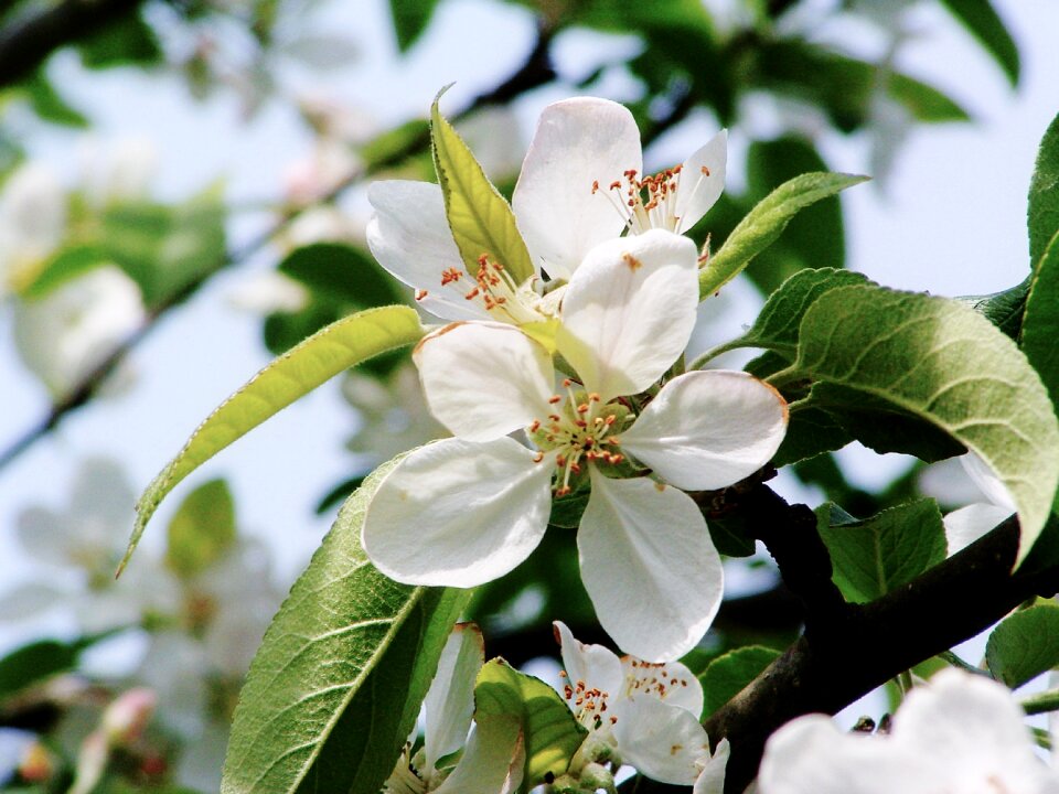 Nature spring seasonal