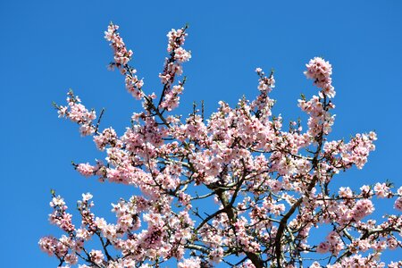 Blue tree flowering photo