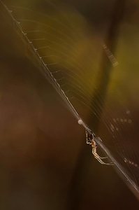 Nature insect web