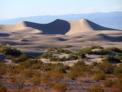 Desert brown death