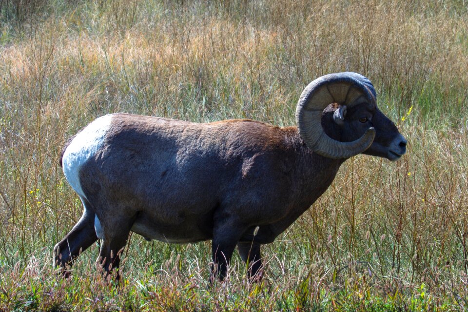 Wild animal usa horns