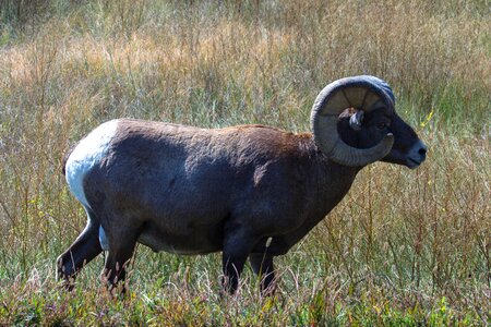 Wild animal usa horns