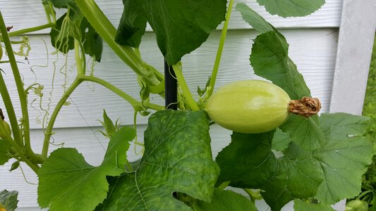 Gardening green vegetable