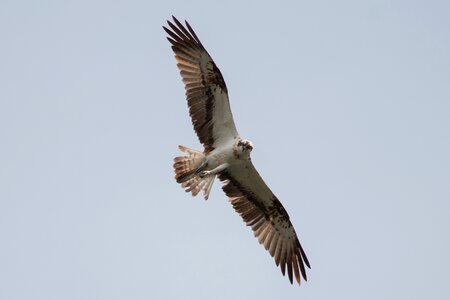 Bird adler raptor