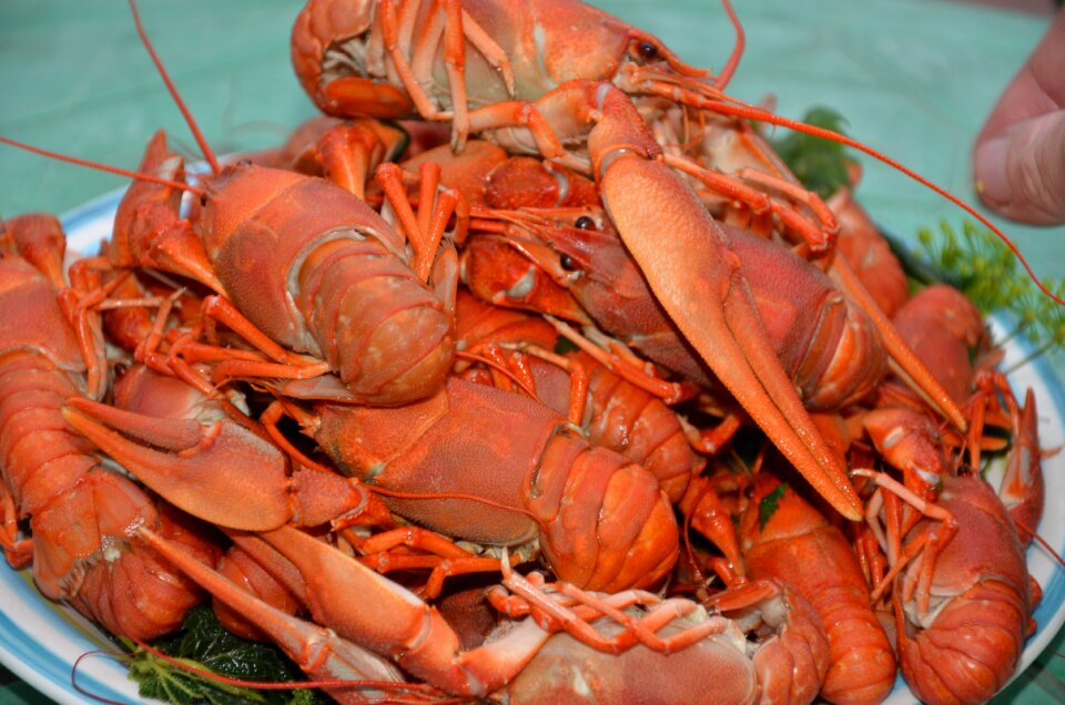 Boiled lobster food cooking