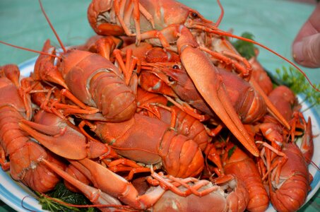 Boiled lobster food cooking photo