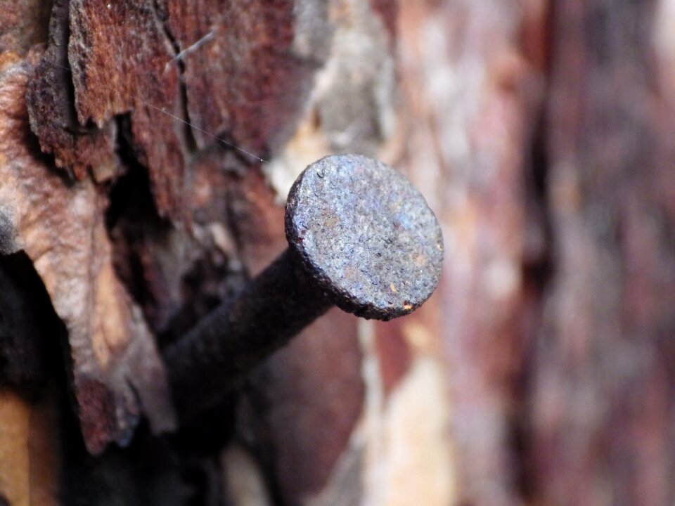 Rust the bark time