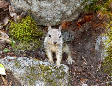 Forest wildlife