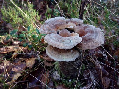 Wood collection mushroom