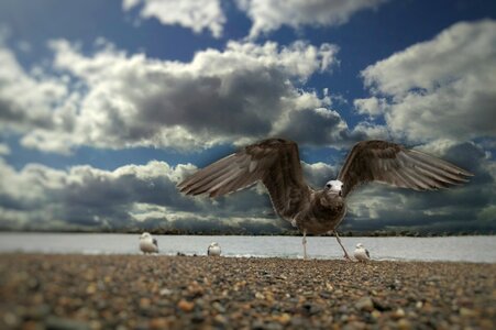 Sea beach seagull photo