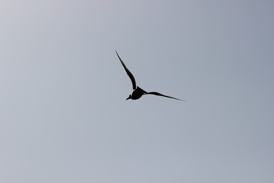 Crow flies flight freedom