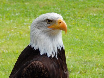 Predator animal beak photo