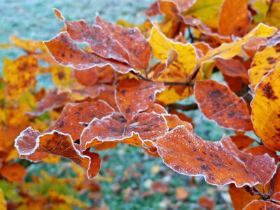 Yellow leaves nature autumn gold photo