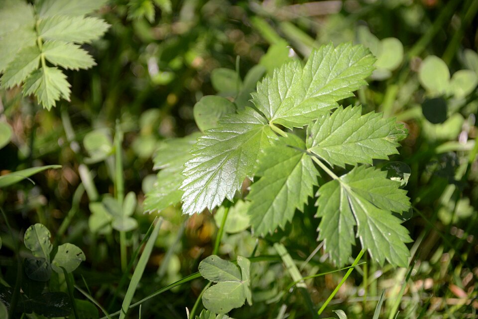 Plant nature leaf