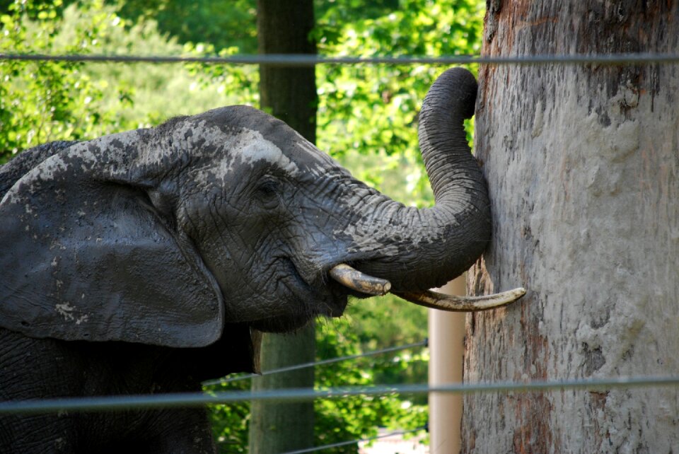Power zoo gray elephant