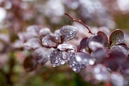 Drip rain tree