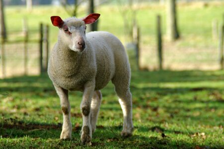 Nature breeding farm animals