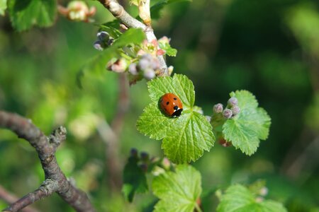Currant ladybird