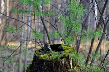Nature trees in the forest