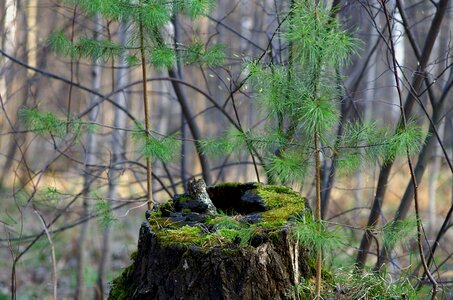 Nature trees in the forest photo