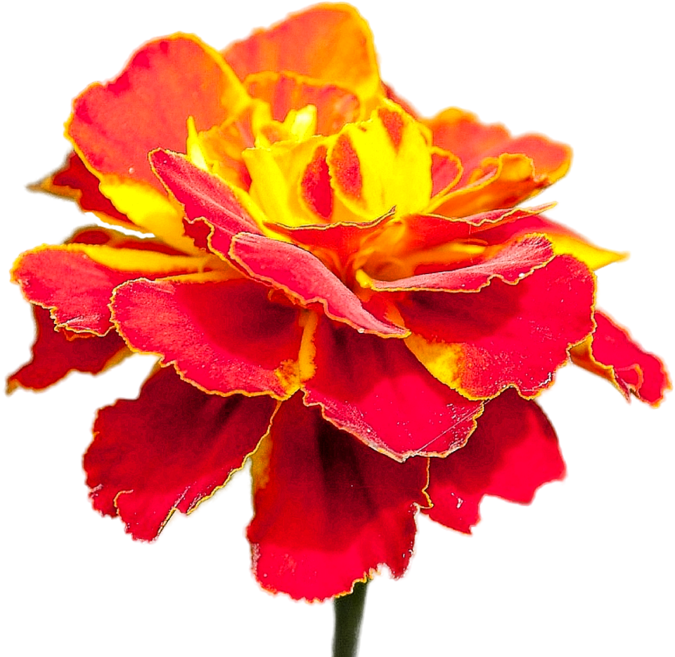 Plant flora bright