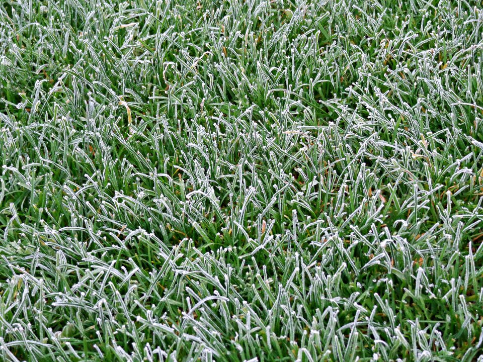 Nature frost the pitch