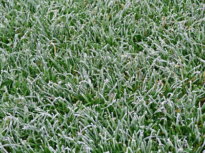 Nature frost the pitch