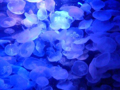 Fish organism color