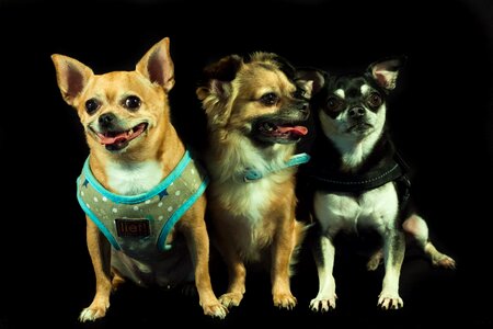 Three small dog breeds chihuahua photo
