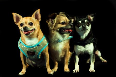 Three small dog breeds chihuahua