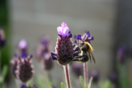 Bees flower close up photo