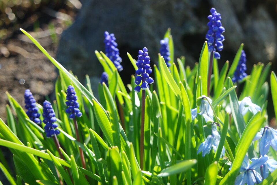 Grape hyacinth flowers