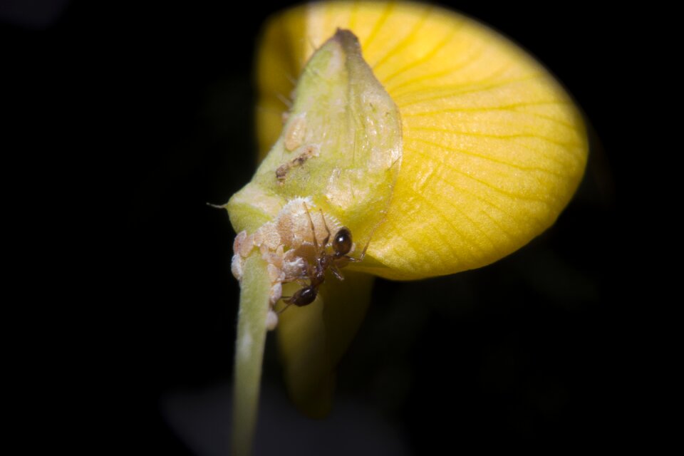Macro flower insect