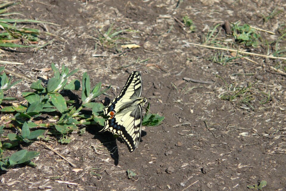 Insect nature arthropod