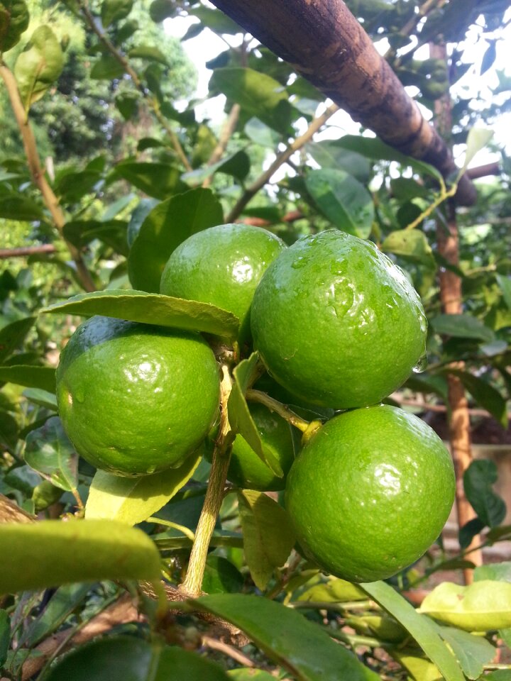 Green thailand natural