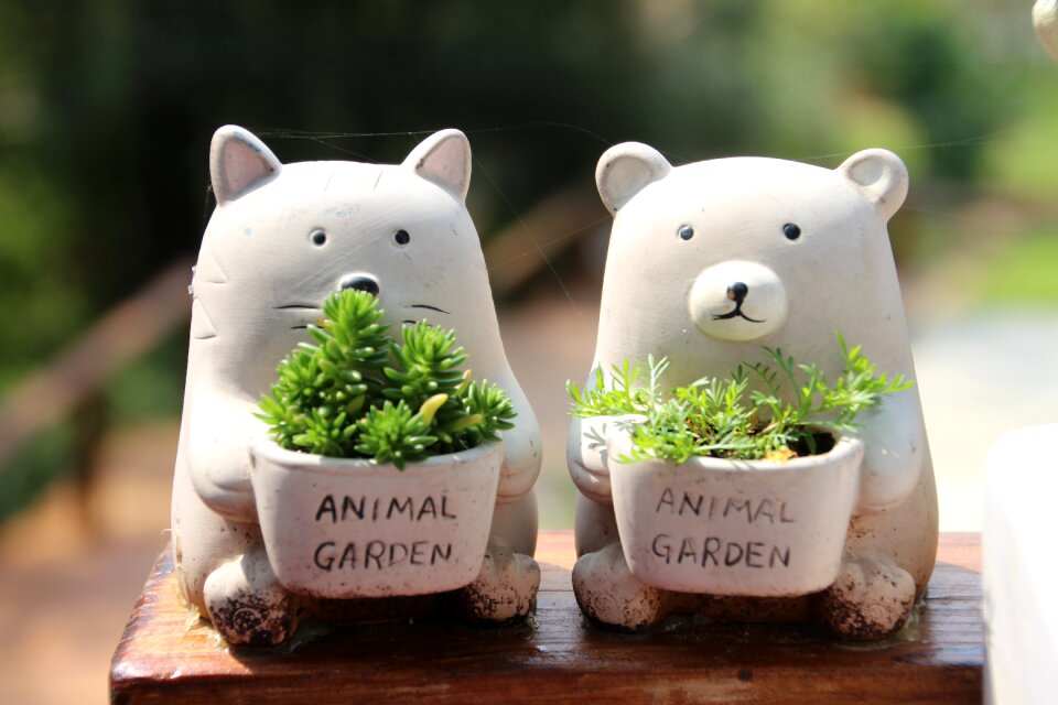 Juicy tank potted plants