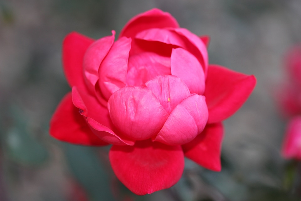 Natural blossom bloom